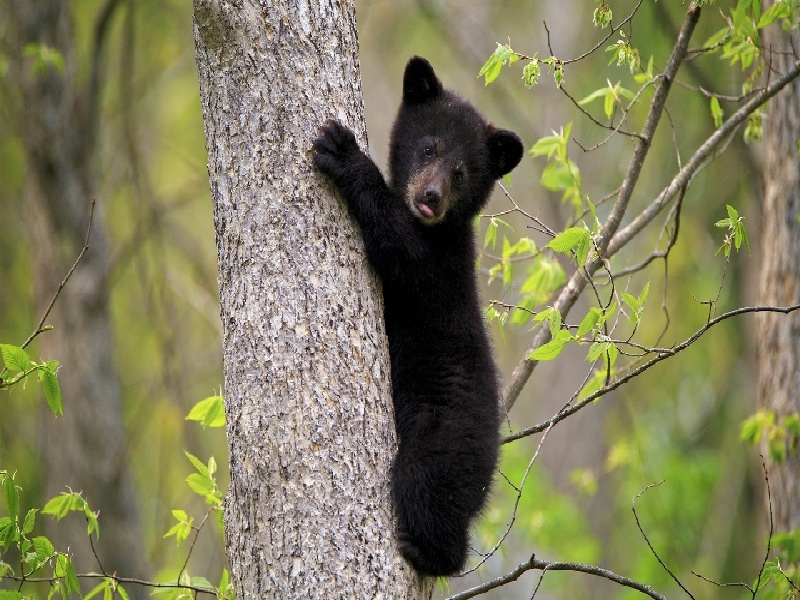 杨女士成功案例